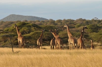 Namunyak Wildlife Conservancy Giraffes