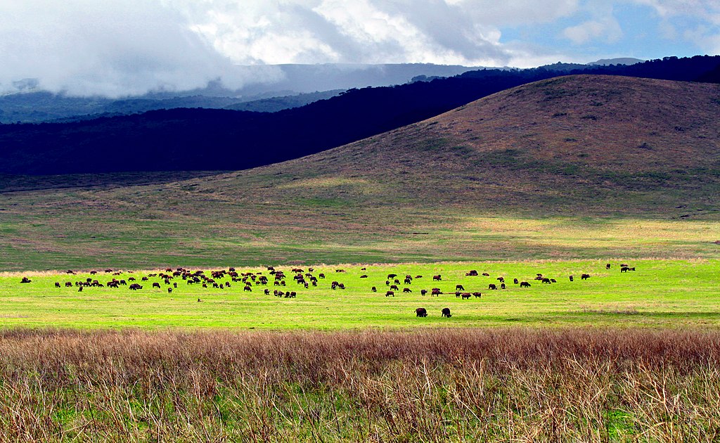 Ngorongoro Conservation Area Ngorongoro Crater View