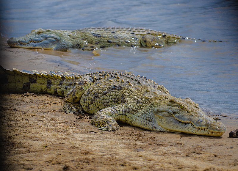 Nyerere National Park Crocodiles