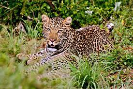 Oserengoni Wildlife Sanctuary Cheetah