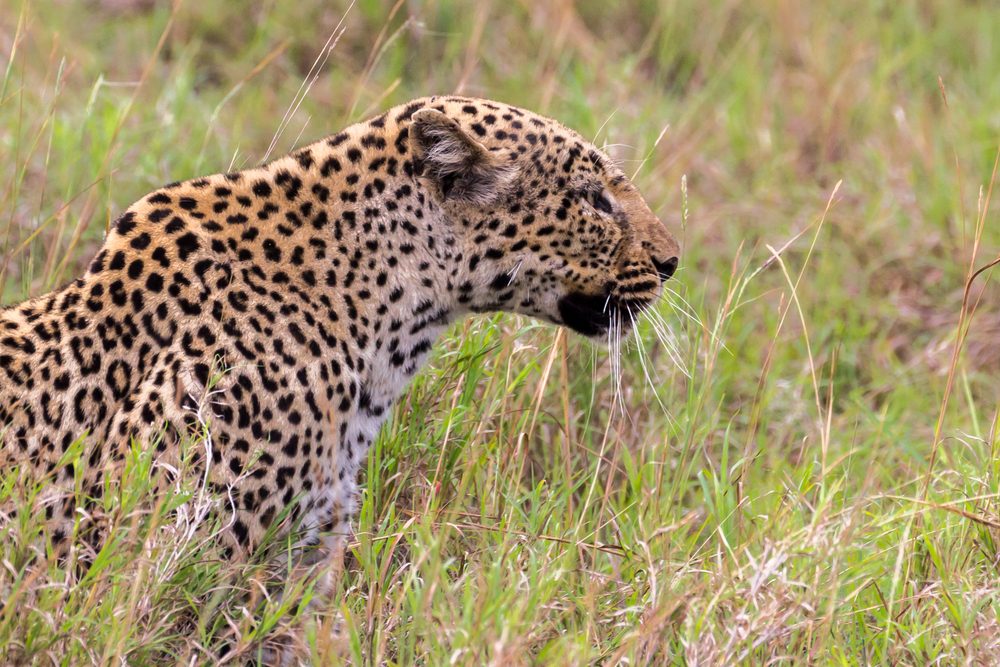 Queen Elizabeth National Park Leopard
