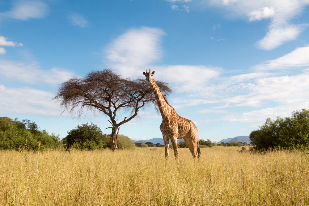 Ruaha National Park Giraffe