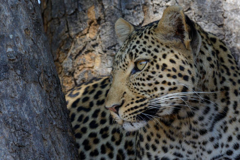 Ruaha National Park Leopard
