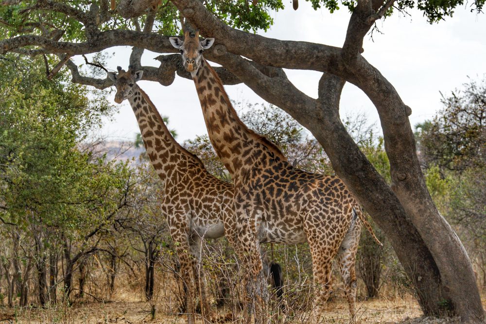 Ruaha National Park Pair of Giraffe