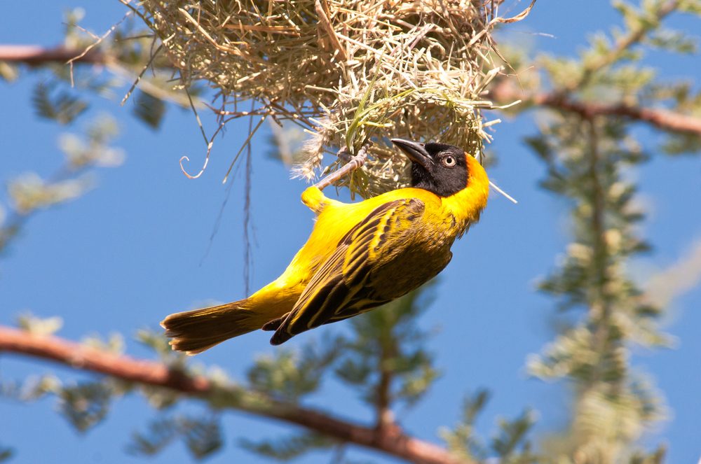 Ruaha National Park Weaver