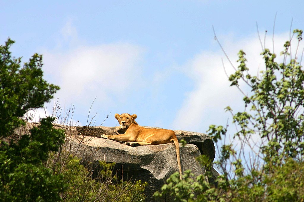 Serengeti National Park Lioness in The Serengeti
