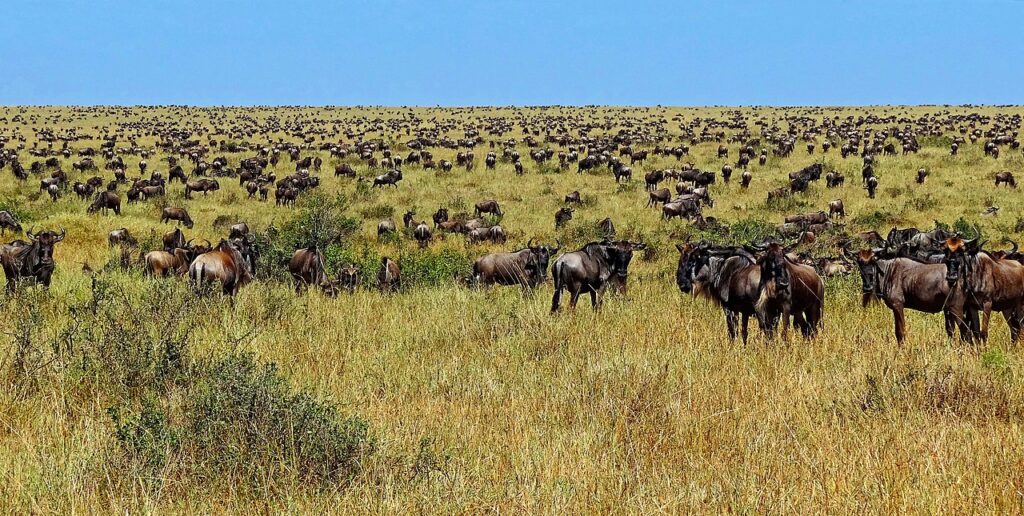 Serengeti National Park Wildebeest During Great Migration