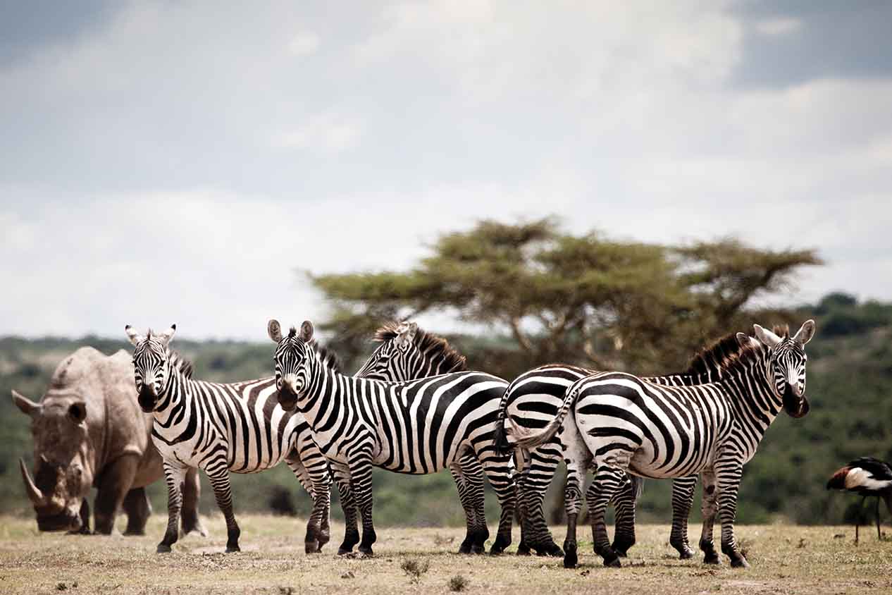 Solio Game Reserve Zebras and A Rhino