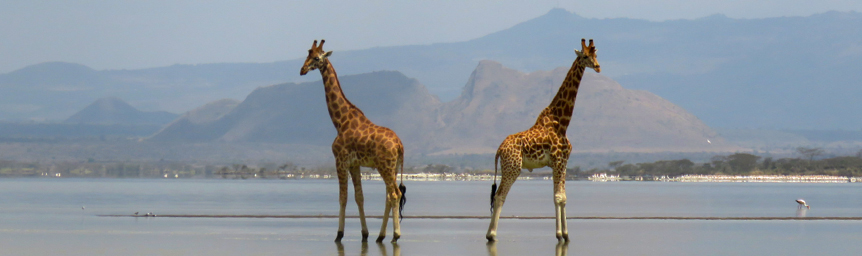 Soysambu Conservancy Giraffes