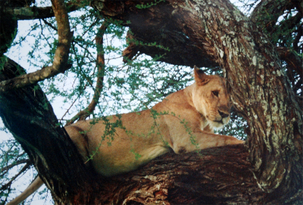 Tarangire National Park Tree Climbing Lion