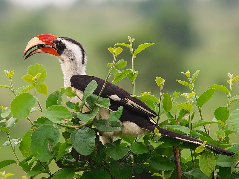 Tarangire National Park Tree Hornbill