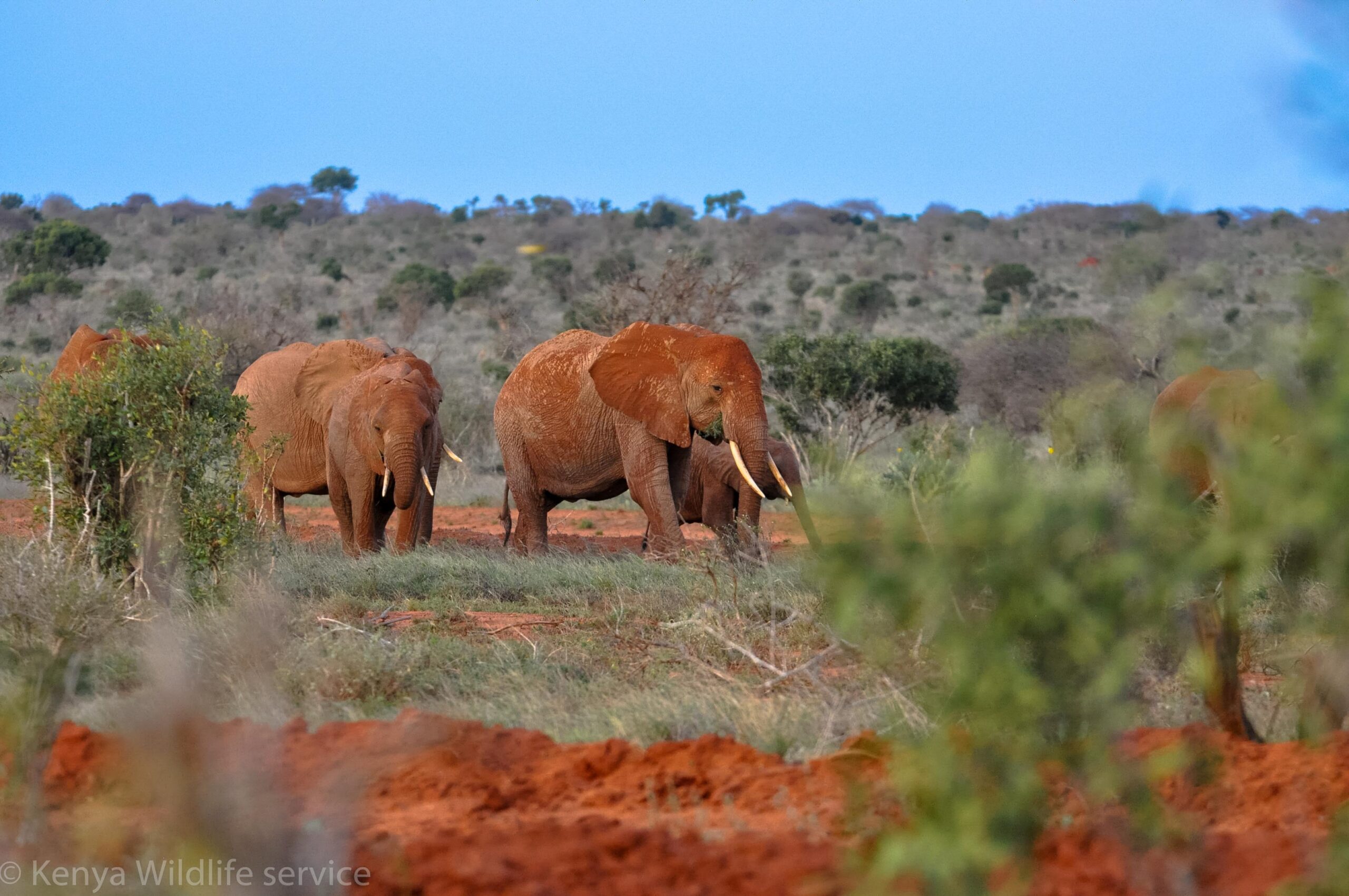 Tsavo East National Park Red Elephants of Tsavo