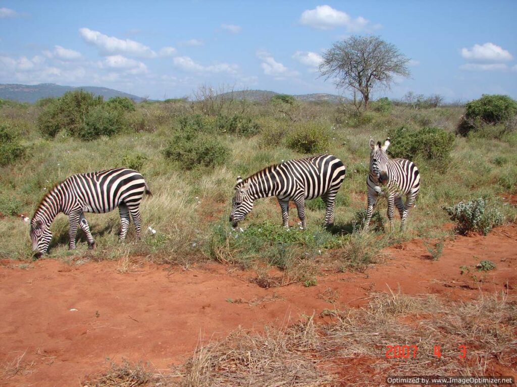 Tsavo East National Park Zebras Gazing
