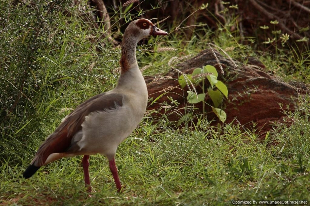 Tsavo West National Park Duck