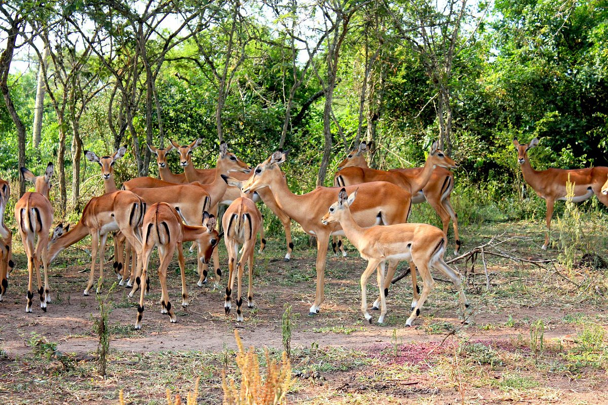 Lake Mburo National Park Antelopes